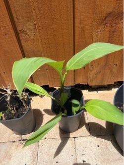 Cana Lily Plants