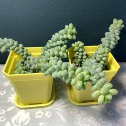 Burro’s Tail Succulent 