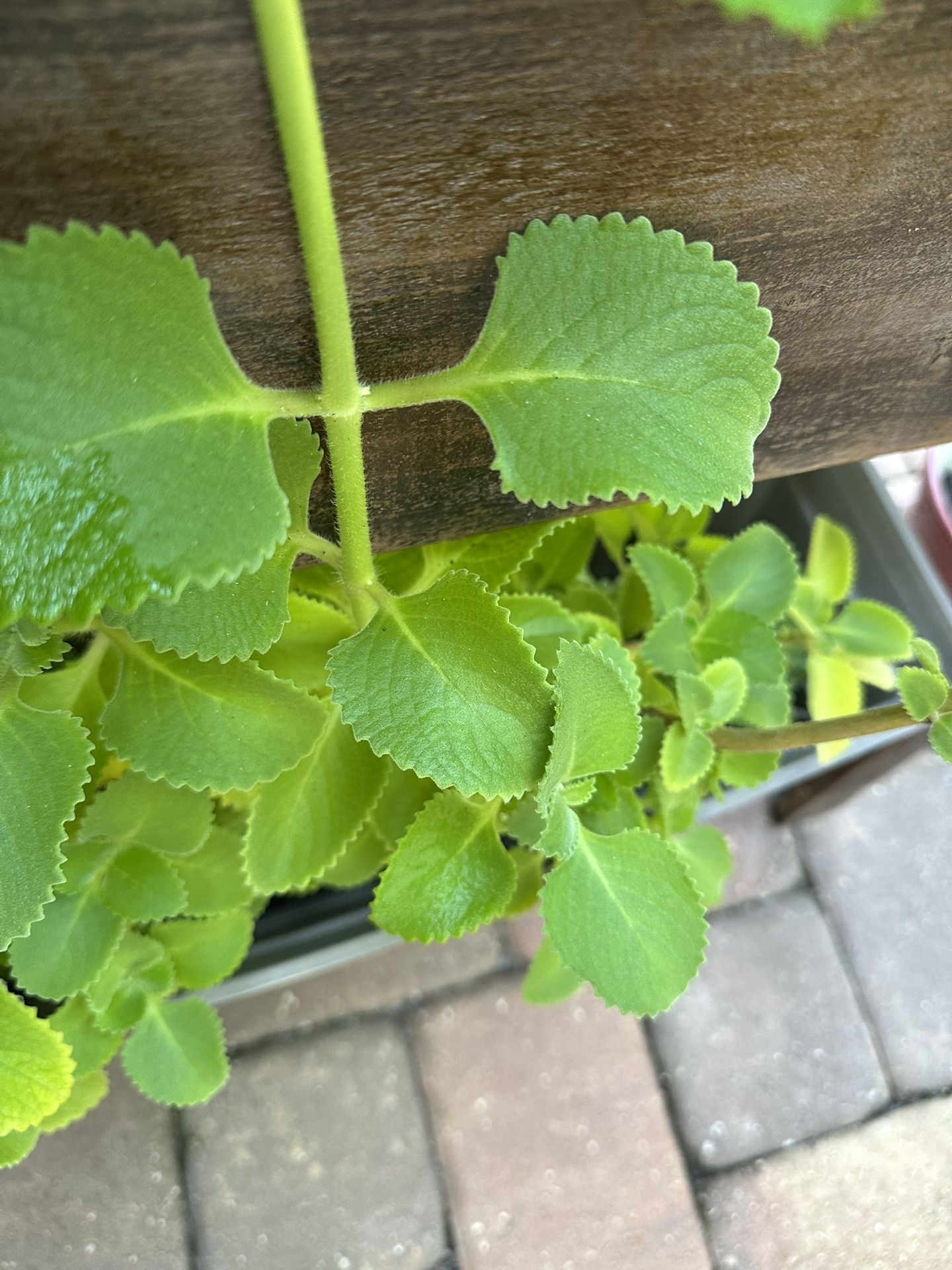 Oregano