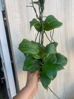 Hoya Quinquenervia. Indoor plants