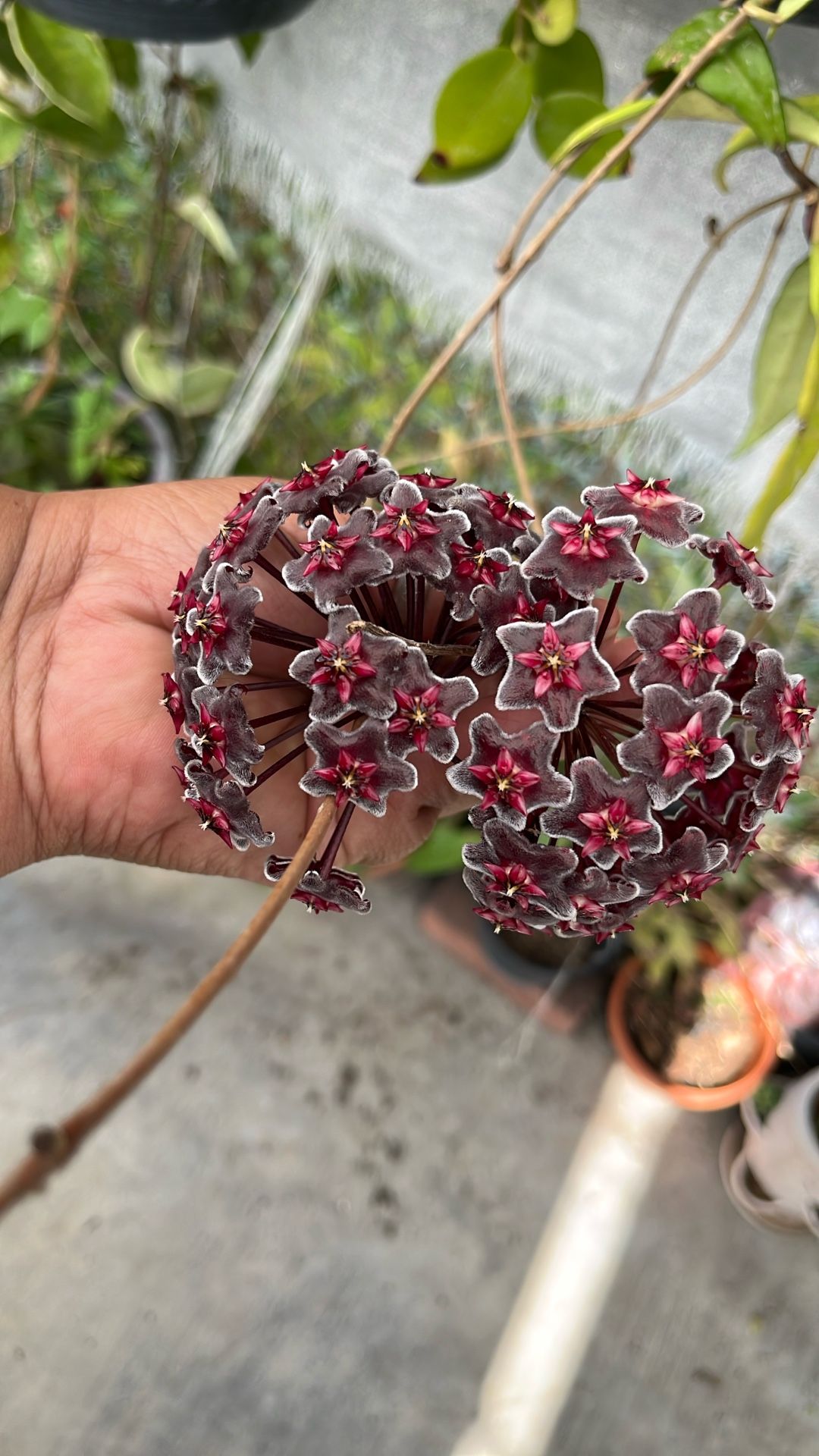 Hoya Flor de Seda en florasion Morada Planta de sombra and Aiden