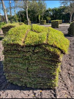 Fresh Sod