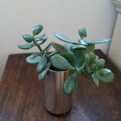 Jade Plant