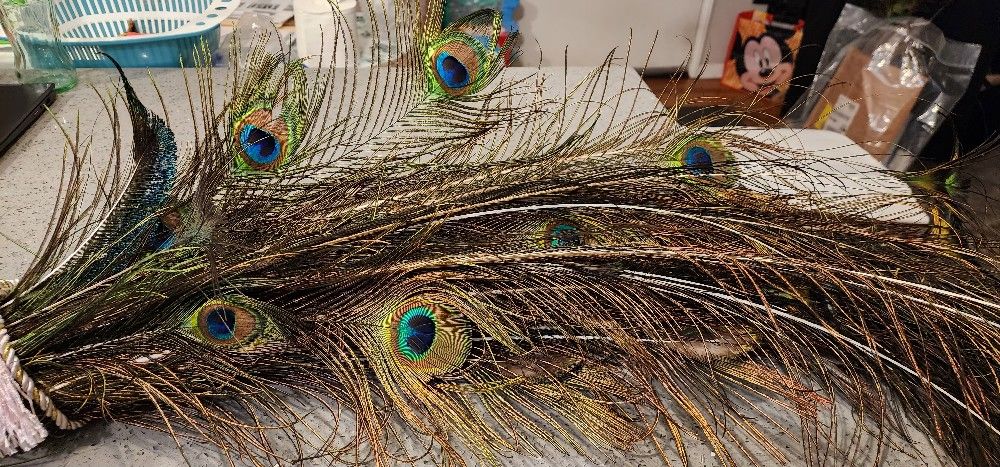 Peacock Tail Feathers