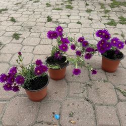 Trailing Ice Plant