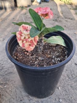 Planta Corona de Cristo