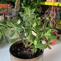 Good Luck Jade Plant 