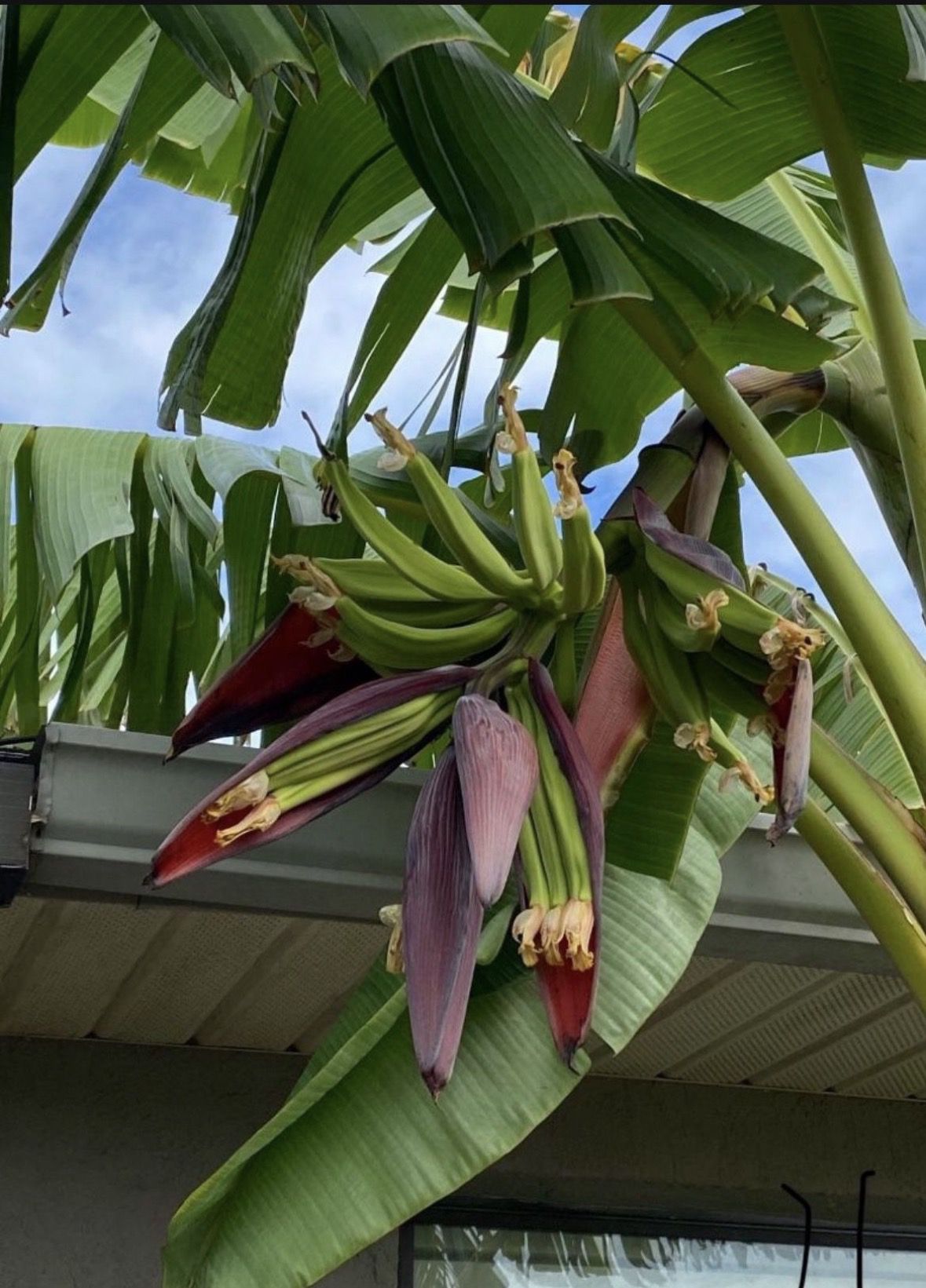 Mata de platAno plantain bulb
