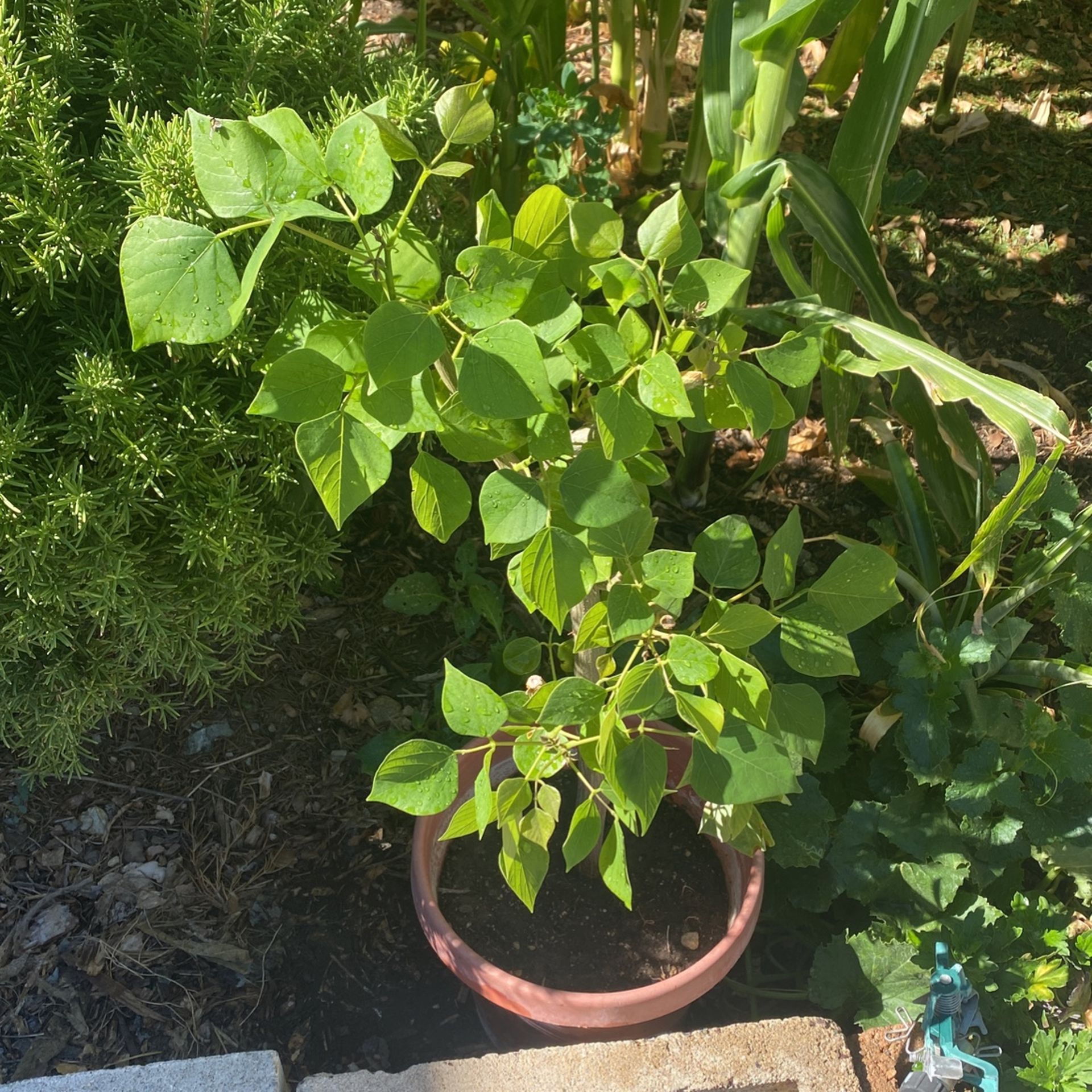 Planta De Pito