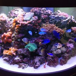 76 Gallon Half Cylinder Aquarium 