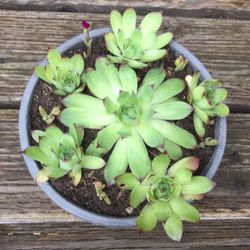 Not Chickens But Hens And Chicks