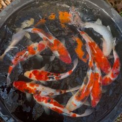 Japanese Koi
