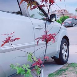 Beautiful Japanese Bloodgood Maple Tree