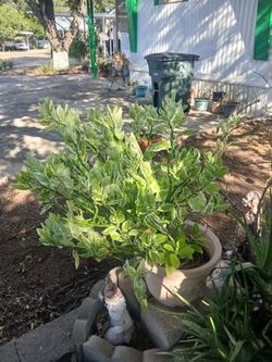 Several sizes plants pink and green veragated