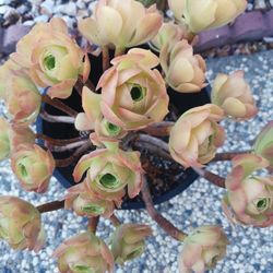 huge tree aeonium succulent Bouquet roses 8 yrs old blushing Beauty only 1