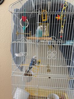 Parakeet food