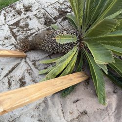 Sagu Palms Both For $100 