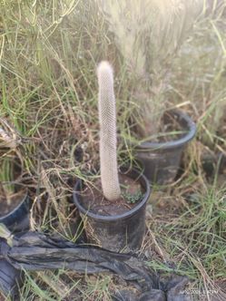 Silver torch cactus for old man cactus plant