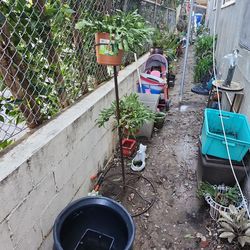 Big Sunday  Plant Sale!!!!!