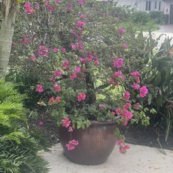 Outdoor Plants