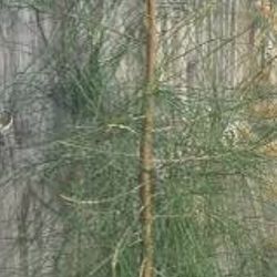 Mexican Weeping Pine