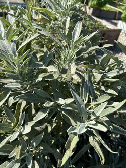 Garden sage