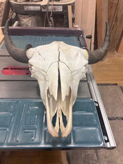 Buffalo skull