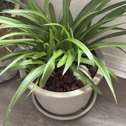 Green spider plant with grey pot