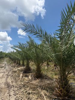 Sylvester palms clay grown