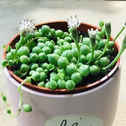 String of Pearls in 4in Pot