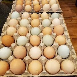 Pasture Raised Natural Eggs 