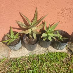 Aloe 