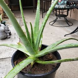 Aloevera (Sabila)