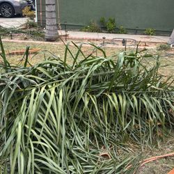Palms Trimming 