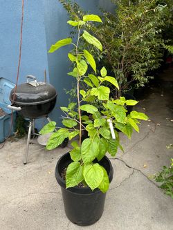 White Mulberry Tree (Mourus Alba)