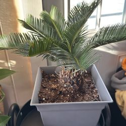 Sago Palm