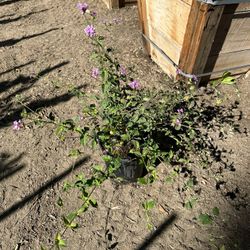 Lantana