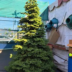 Fresh Christmas Trees 🌲 From Oregon 