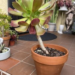 Purple Succulent in Clay pot