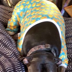 Dog Jammies 