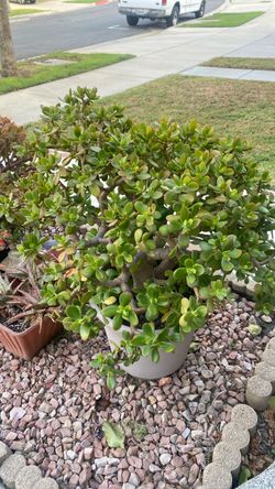 Plants/Jade