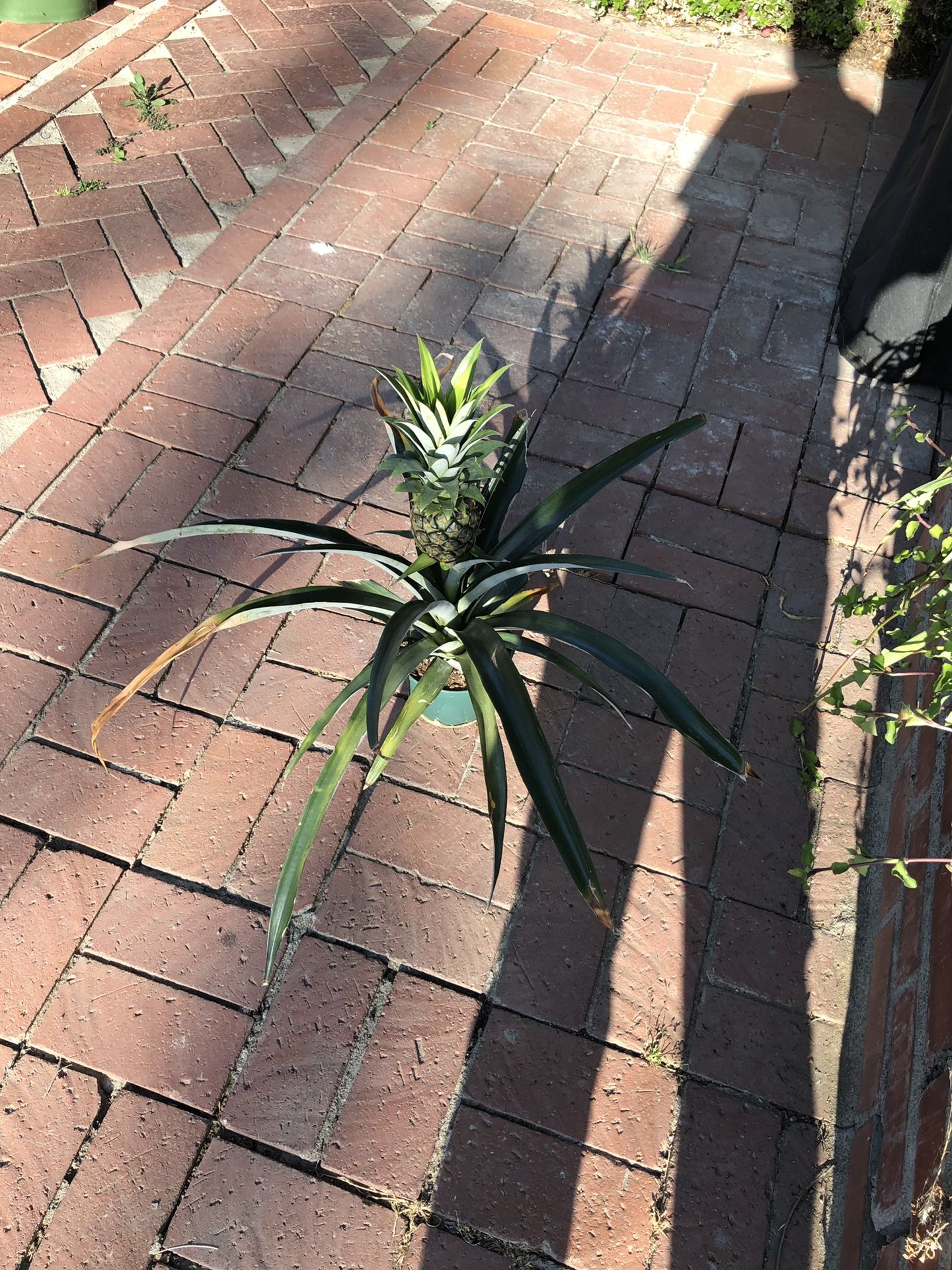 Pineapple plant