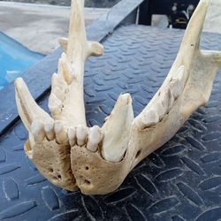 Cave Lion Jaw Bone 