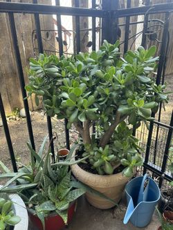 Succulents
