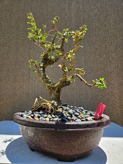 Old Desmodium Blue Bell ( Vietnamese Blue Bell 86 ) Bonsai Tree