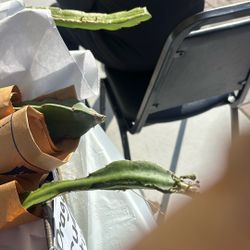 Dragon Fruit Cutting, Fresh Free