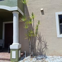 2 Dracaenas for sale, over 7 feet tall (both $100)