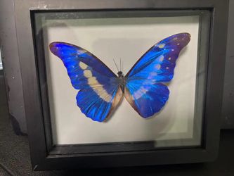 Framed Butterfly Displays for Birthday Day or graduation gift
