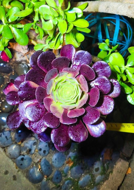 Aeonium Black Rose Succulents 🌱