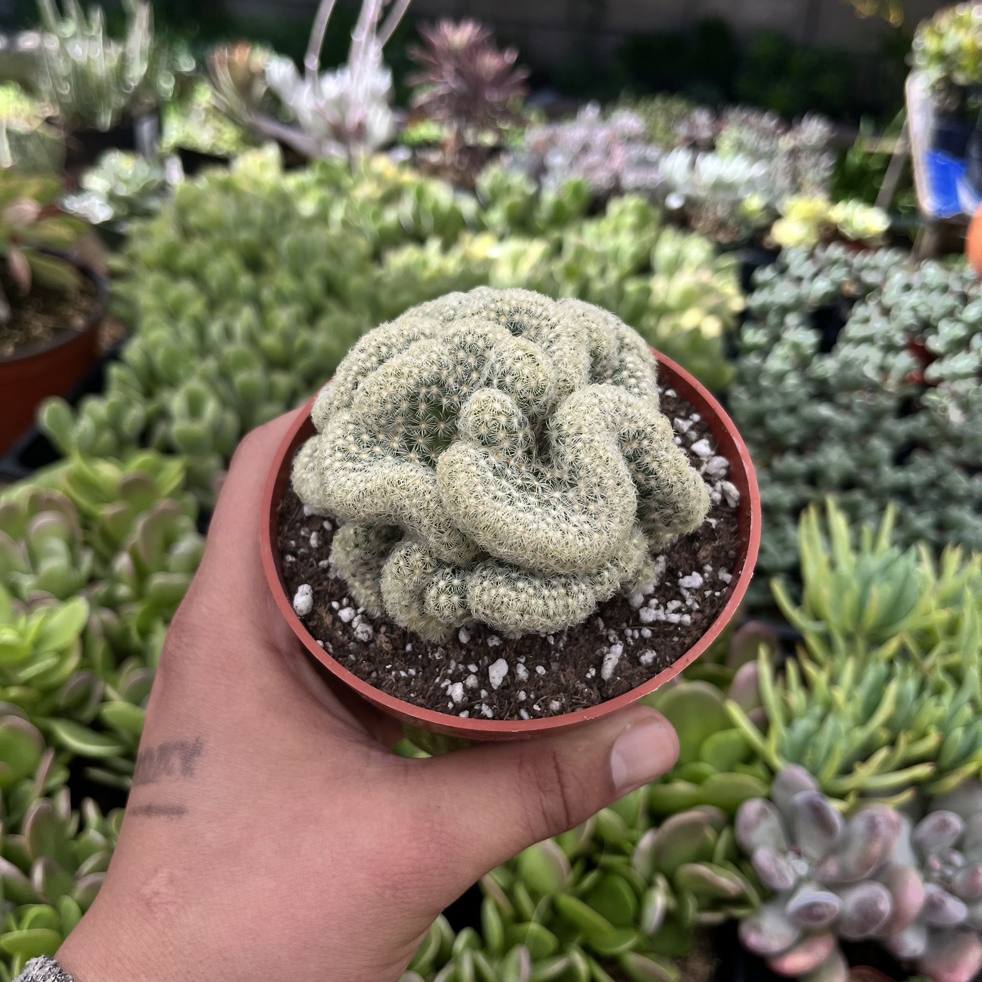 Brain Cactus // Mammillaria Elongata Cristata 4”pot